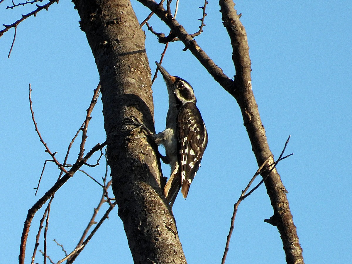 Hairy Woodpecker - ML620678230