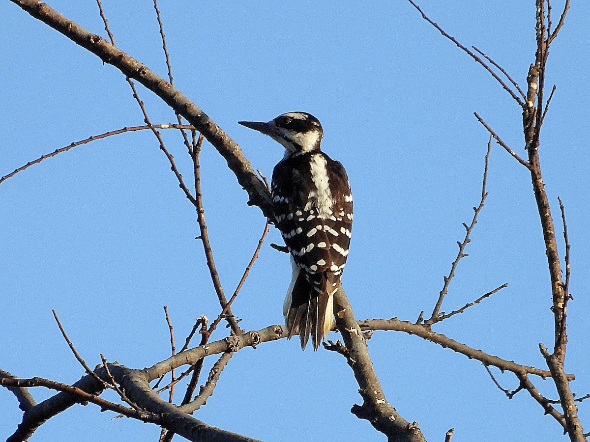 Hairy Woodpecker - ML620678232