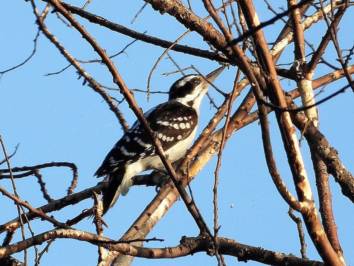 Hairy Woodpecker - ML620678234