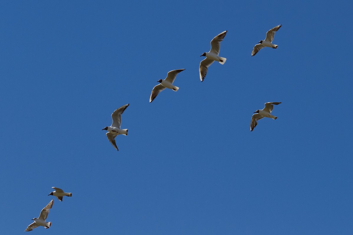 Mouette rieuse - ML620678235