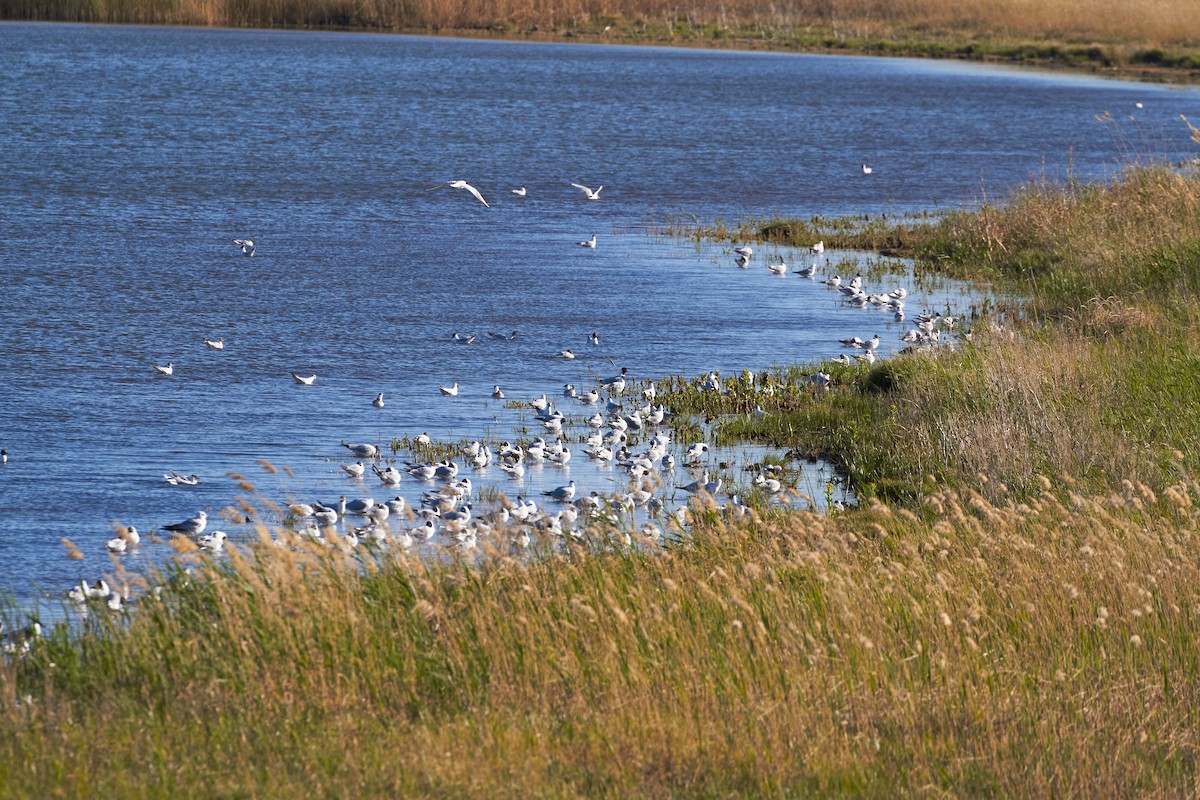 Mouette rieuse - ML620678237