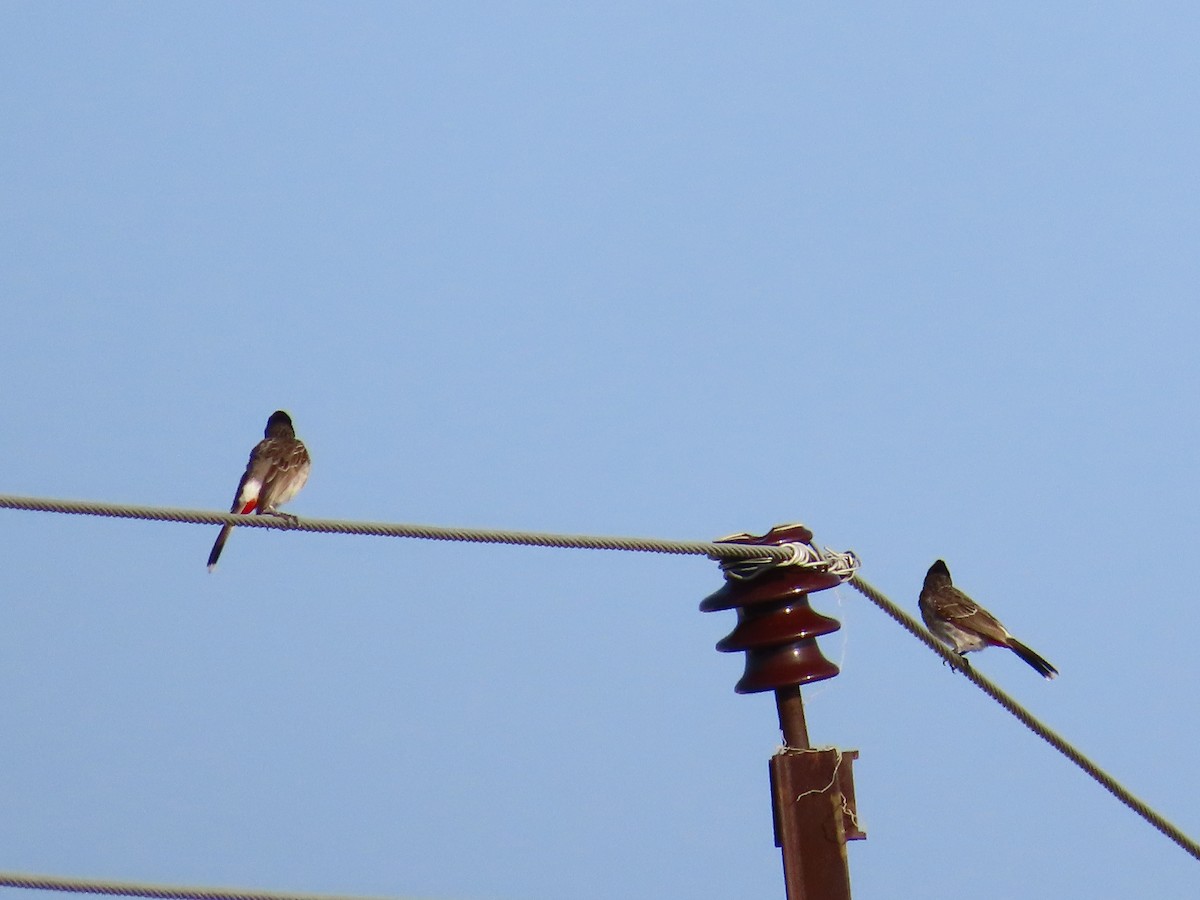 Red-vented Bulbul - Shilpa Gadgil