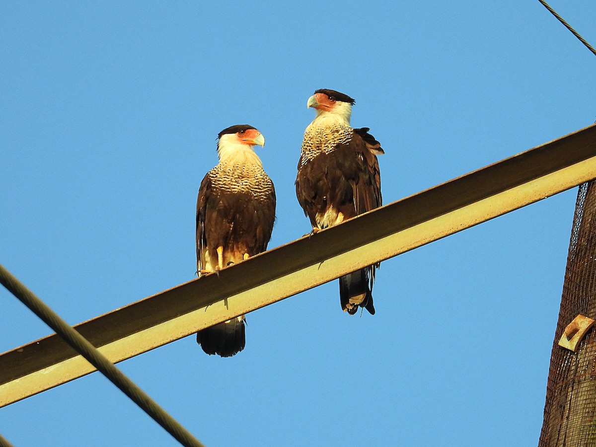 Crested Caracara - ML620678239