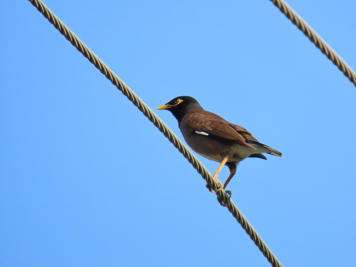 Common Myna - ML620678240