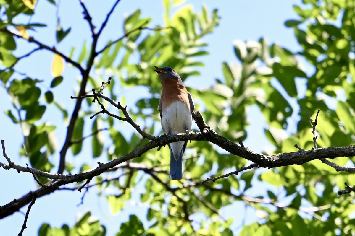 Eastern Bluebird - ML620678245