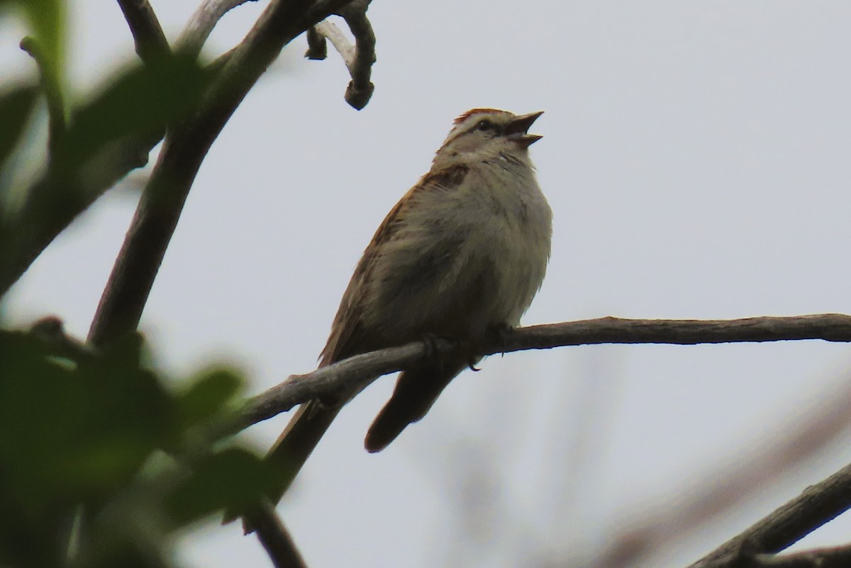 Chipping Sparrow - ML620678257