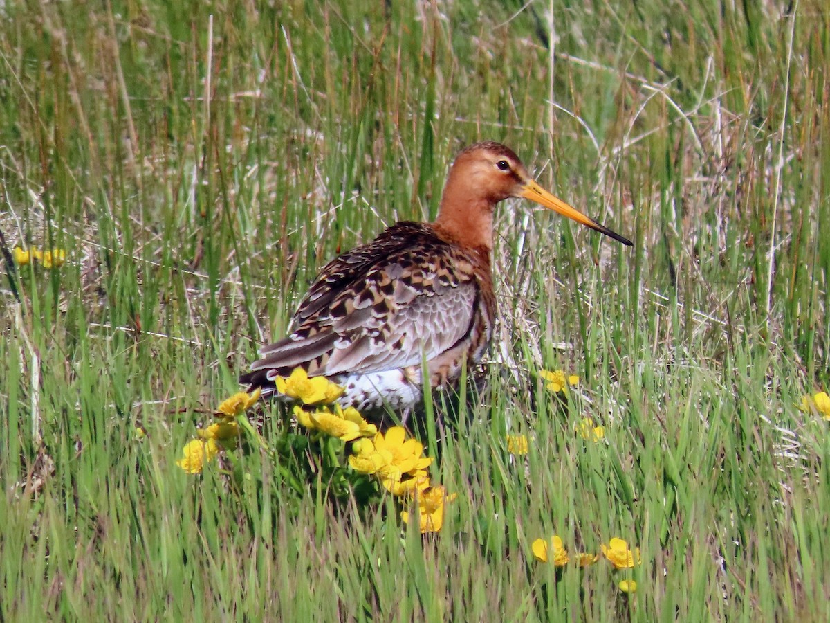 Black-tailed Godwit - ML620678260