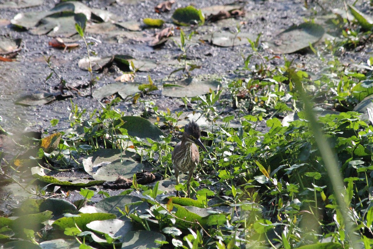 Great Blue Heron - ML620678262