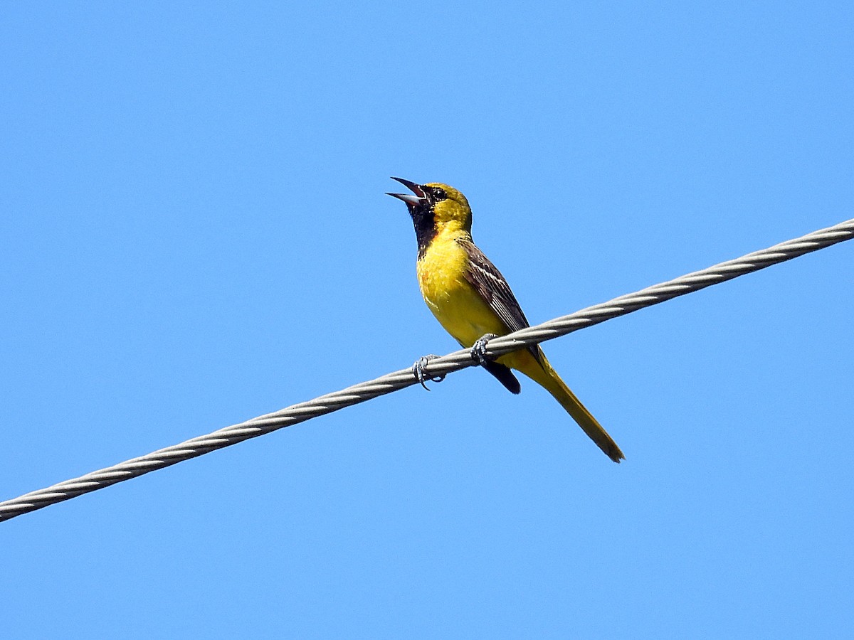 Orchard Oriole - ML620678263