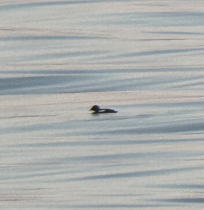 Black Guillemot - ML620678269