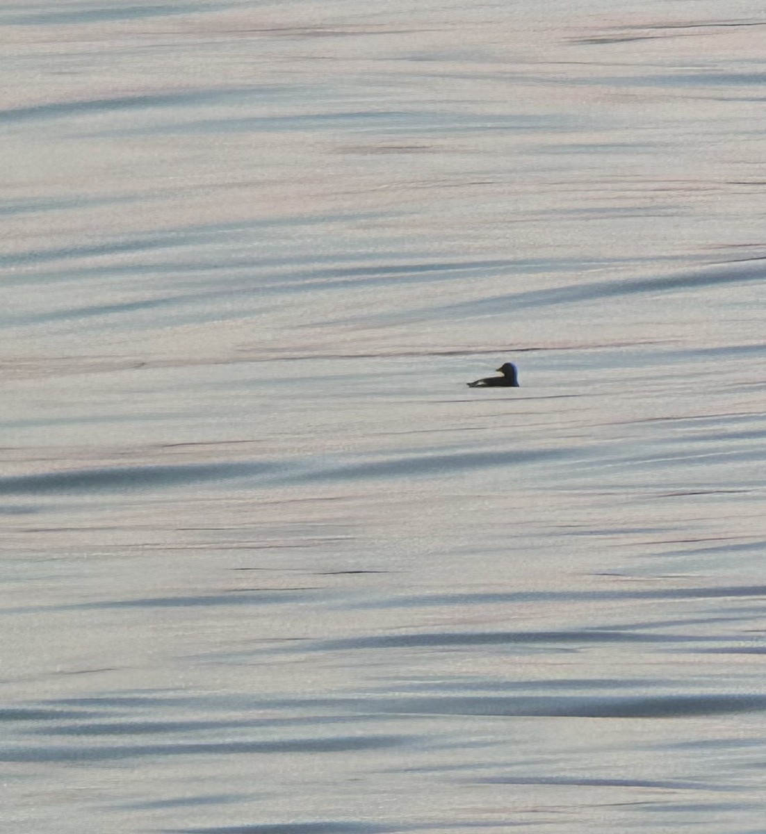 Black Guillemot - ML620678270