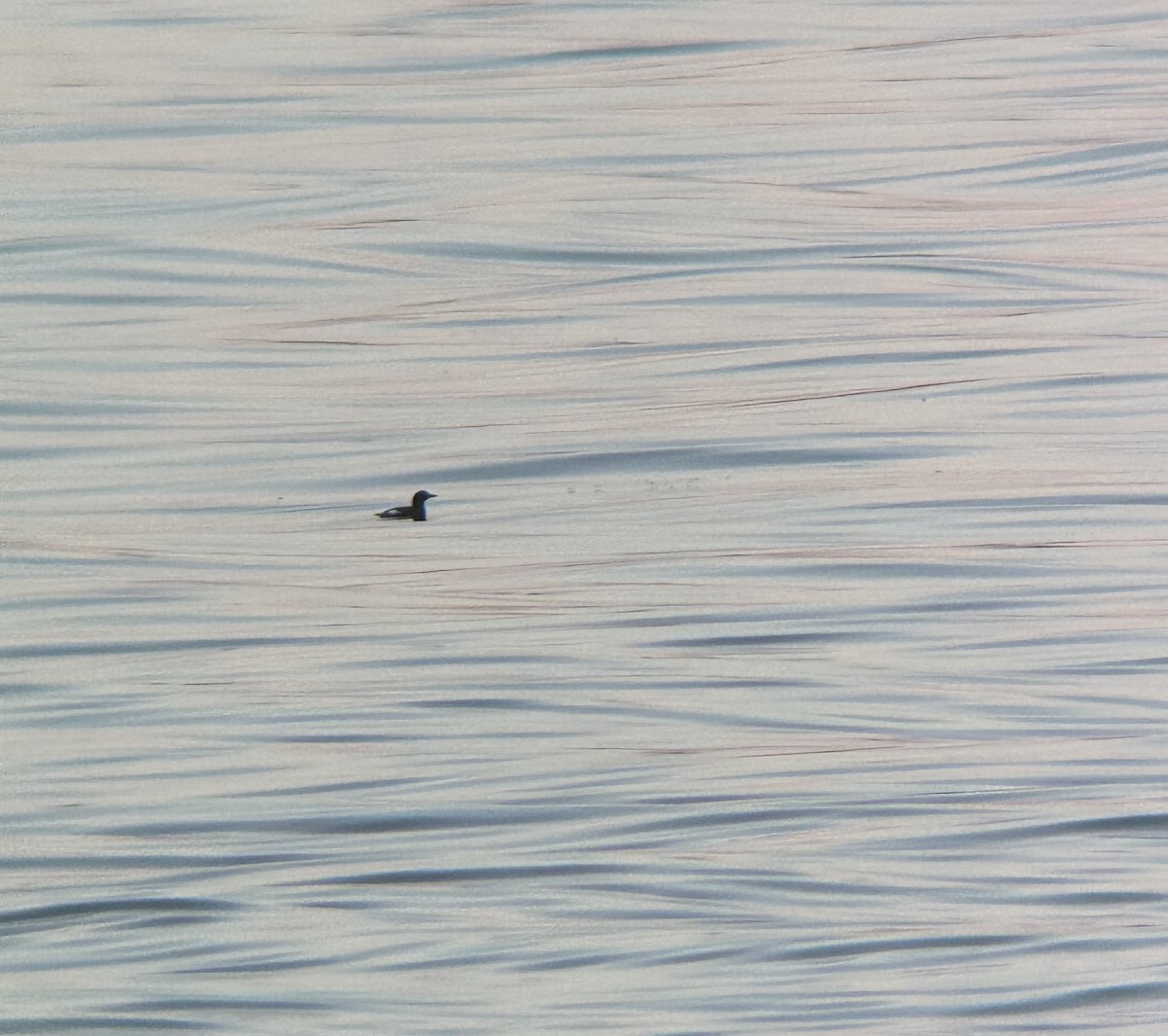 Black Guillemot - ML620678271