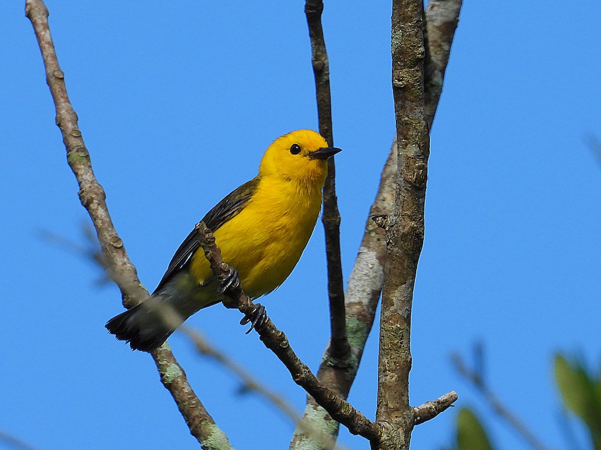 Prothonotary Warbler - ML620678277