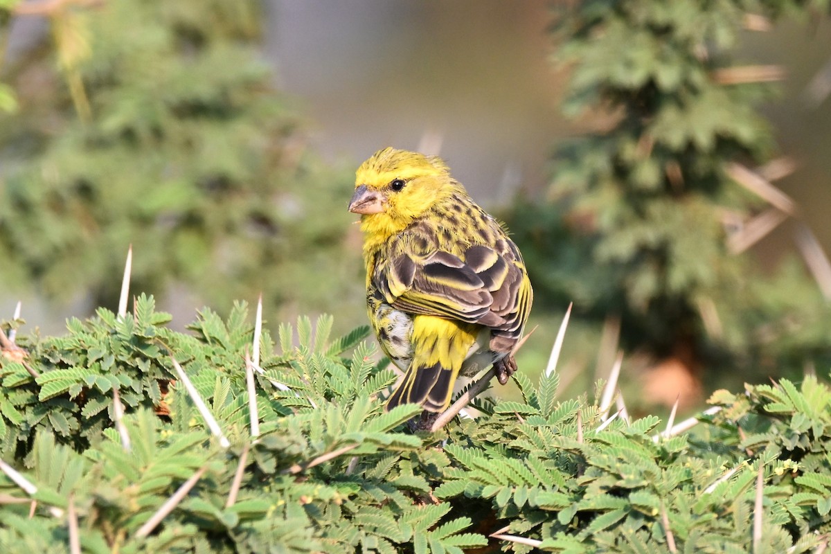 White-bellied Canary - ML620678278