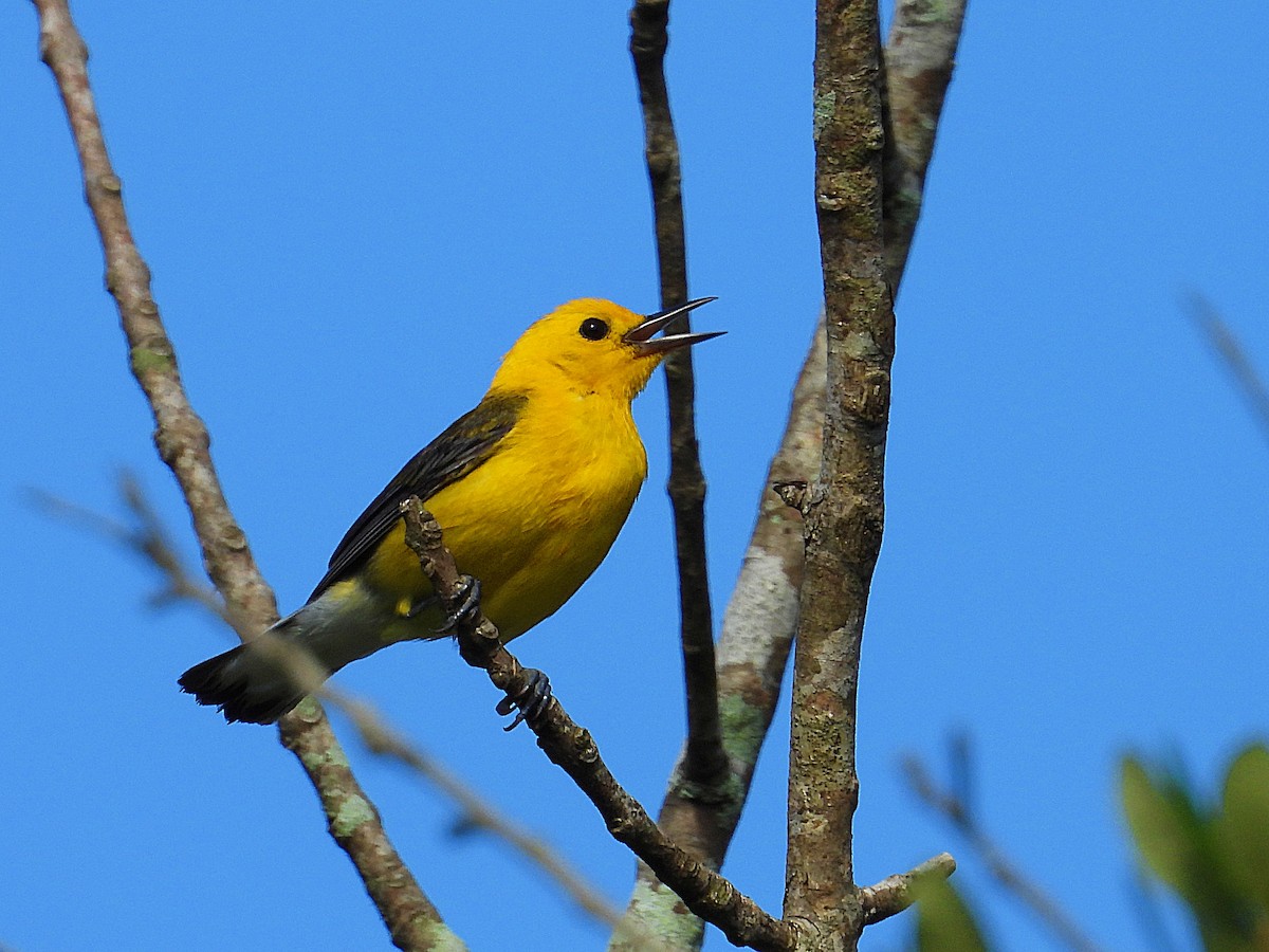 Prothonotary Warbler - ML620678283