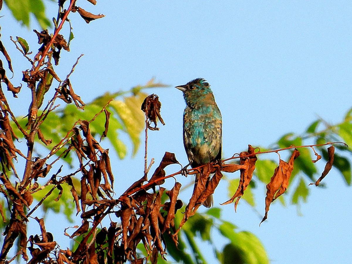 Passerin indigo - ML620678285