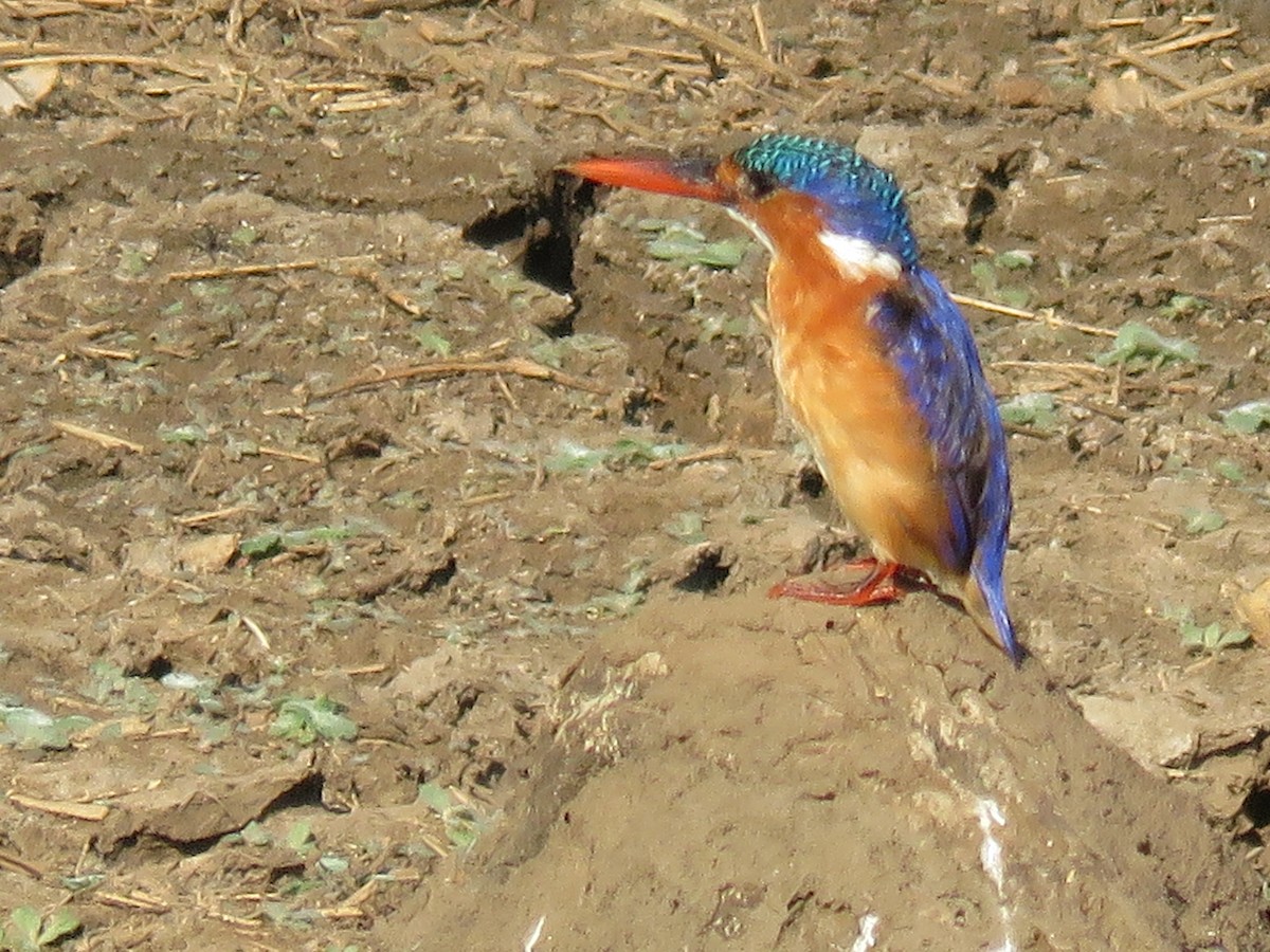 Martin-pêcheur huppé - ML620678286