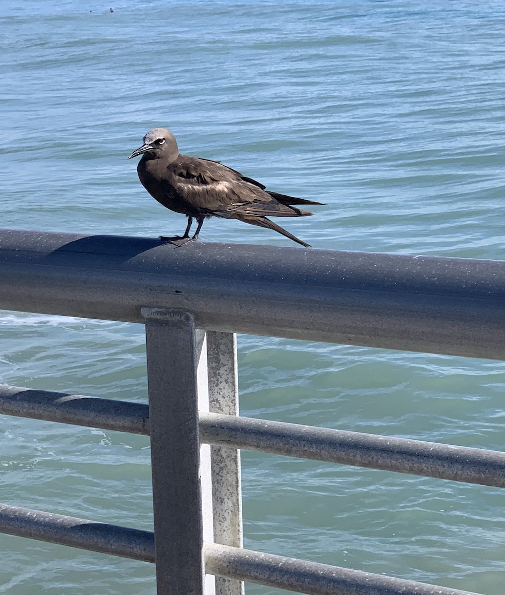 Brown Noddy - ML620678288