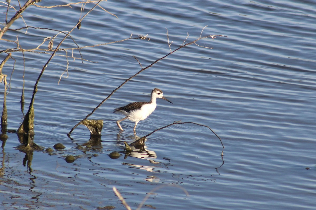 Black-necked Stilt - ML620678290