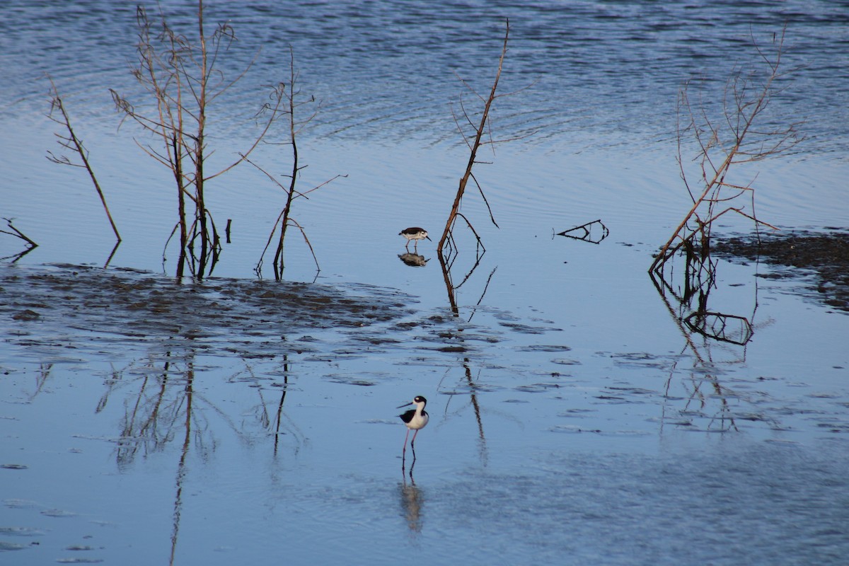 Black-necked Stilt - Lucy White