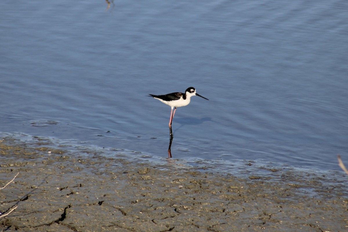 Black-necked Stilt - ML620678292