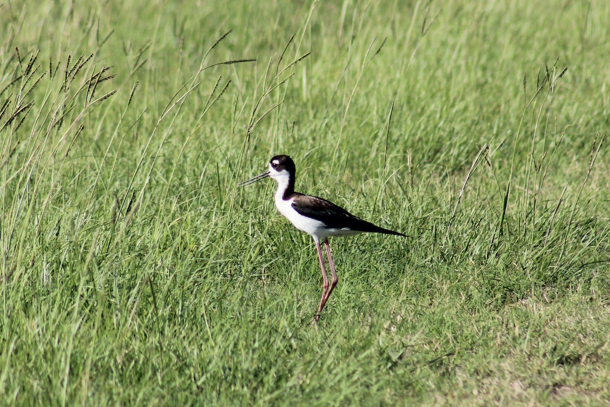 Black-necked Stilt - ML620678293