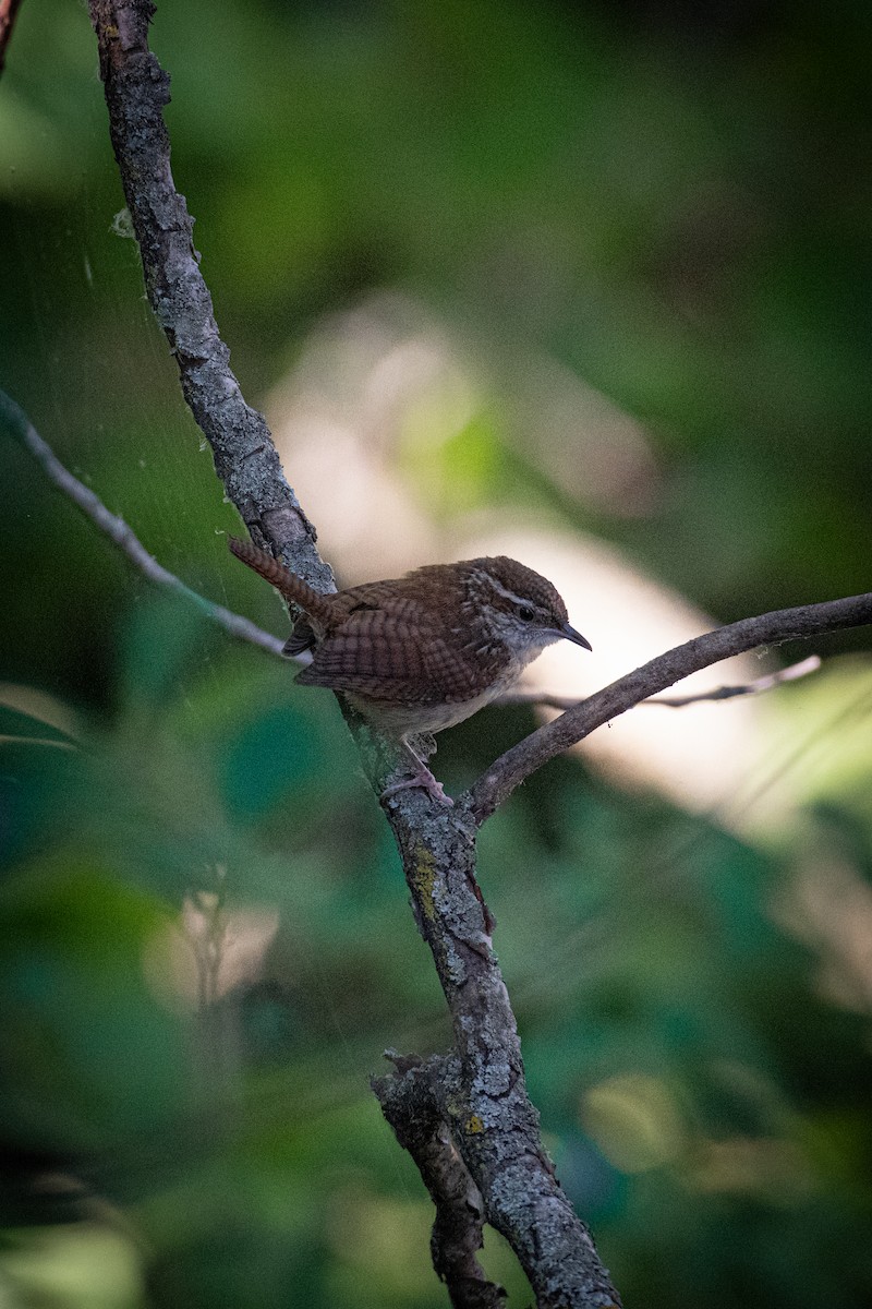 Carolina Wren - ML620678295