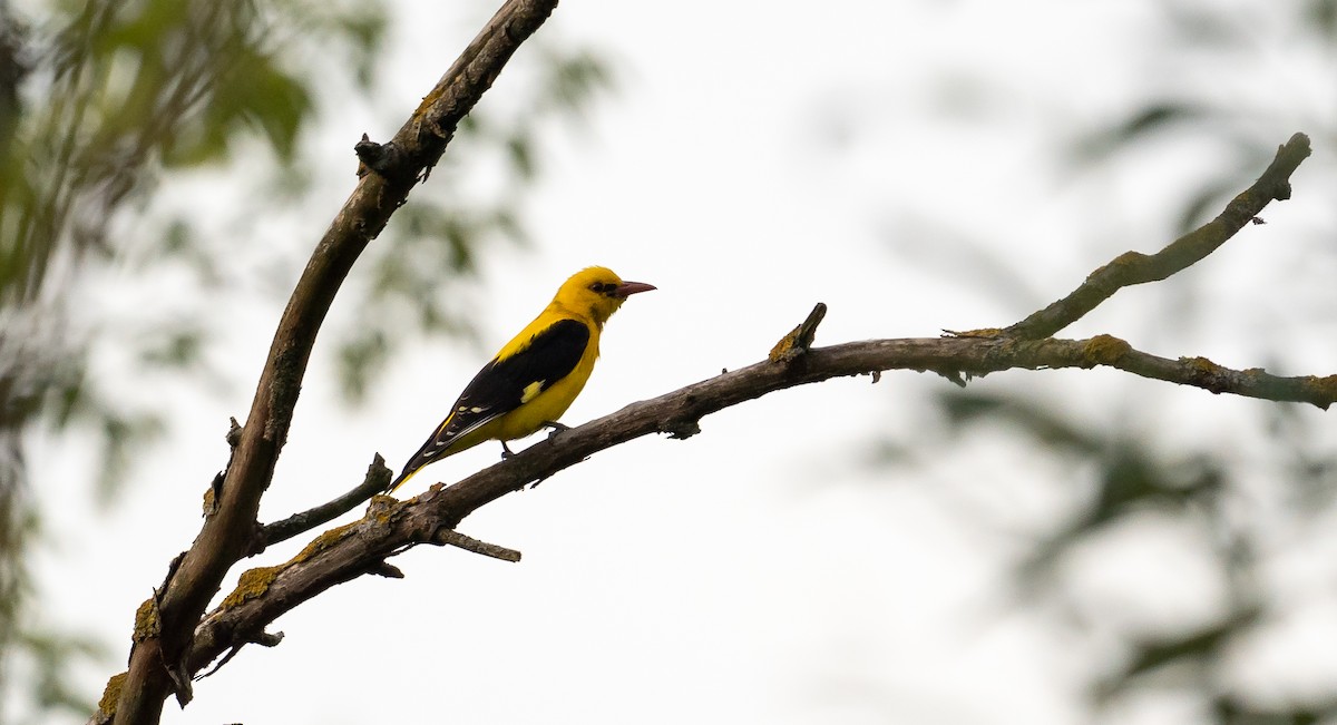 Eurasian Golden Oriole - ML620678297