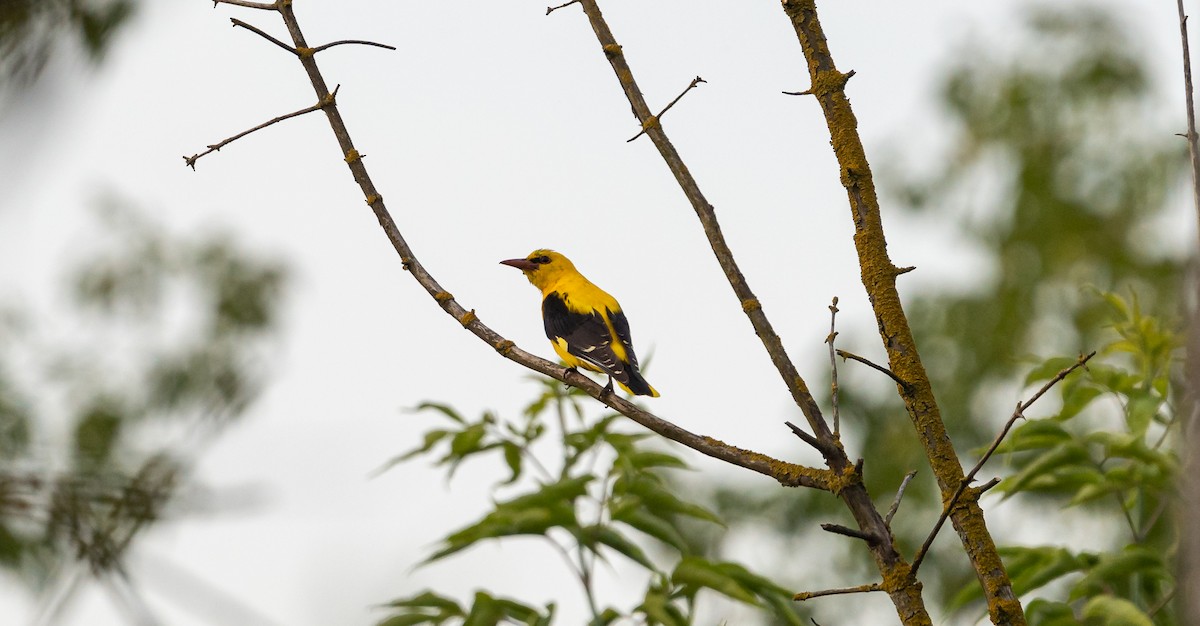 Eurasian Golden Oriole - ML620678299