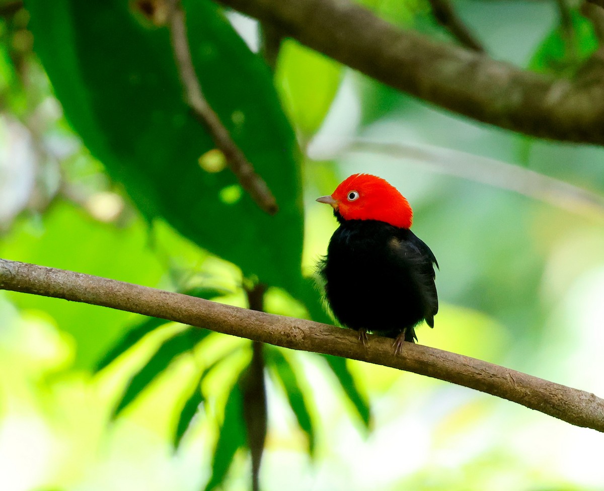 Red-capped Manakin - ML620678303