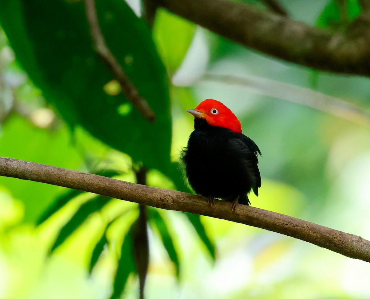 Red-capped Manakin - ML620678304