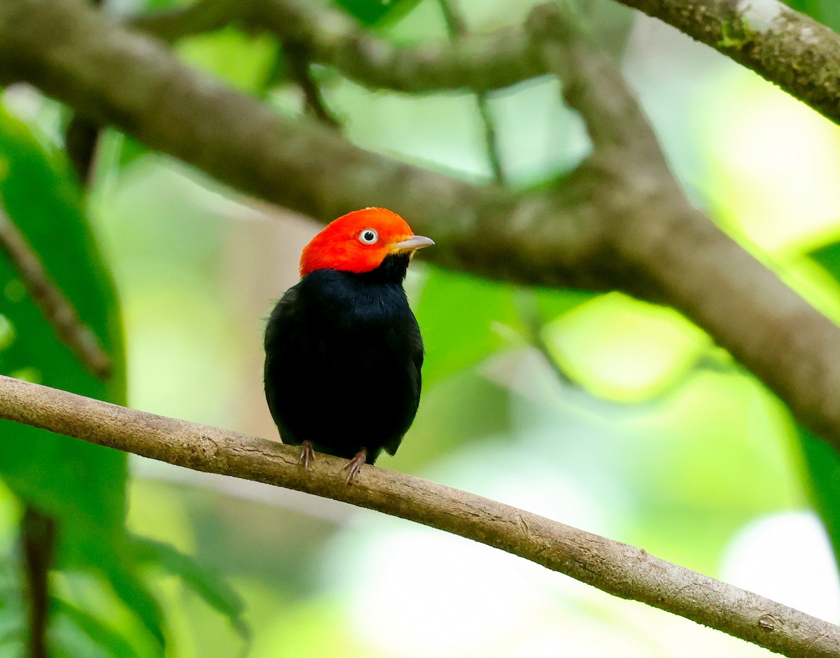 Red-capped Manakin - ML620678305