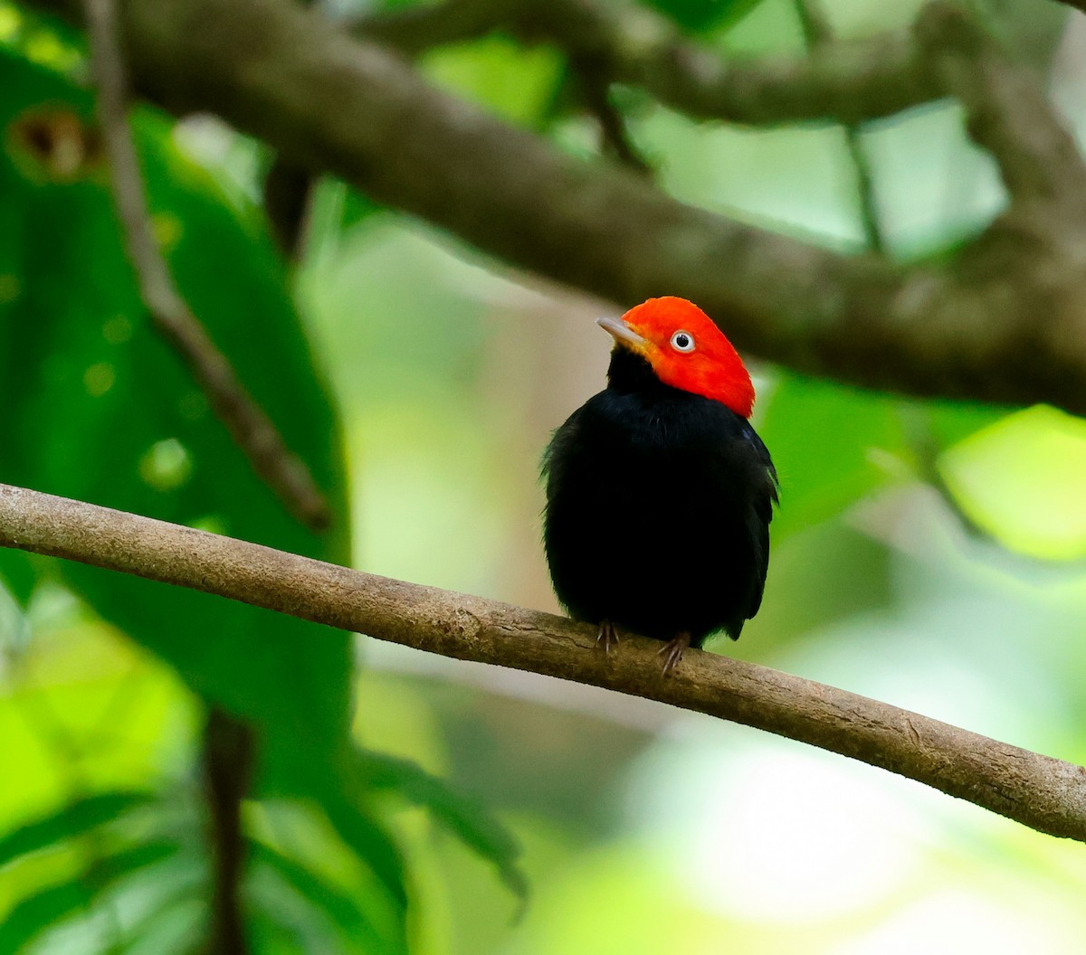 Red-capped Manakin - ML620678306