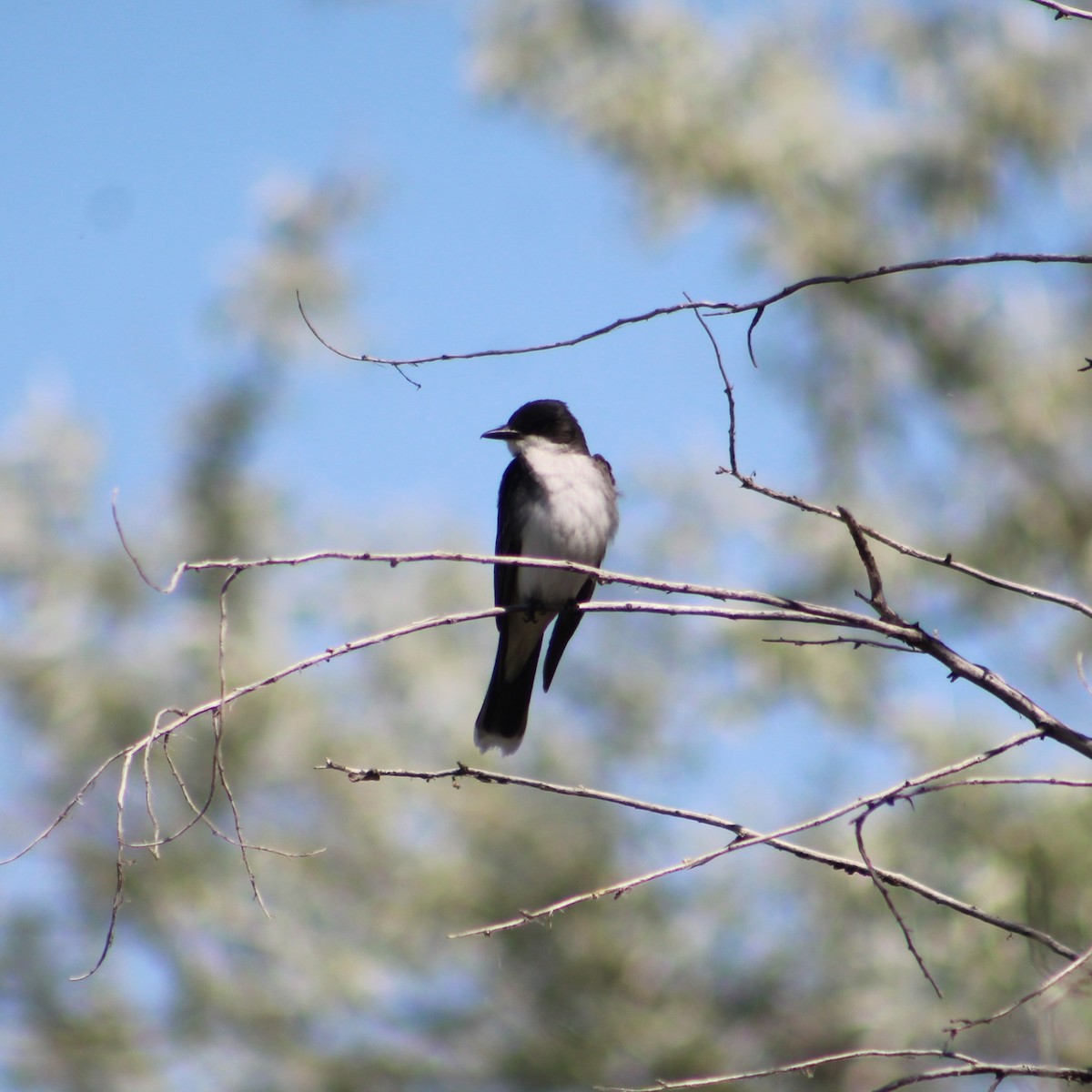 Eastern Kingbird - James Jarrett