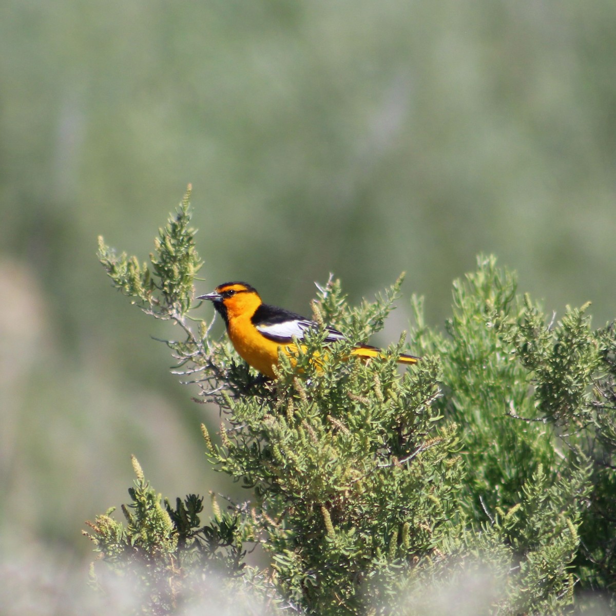 Bullock's Oriole - ML620678320