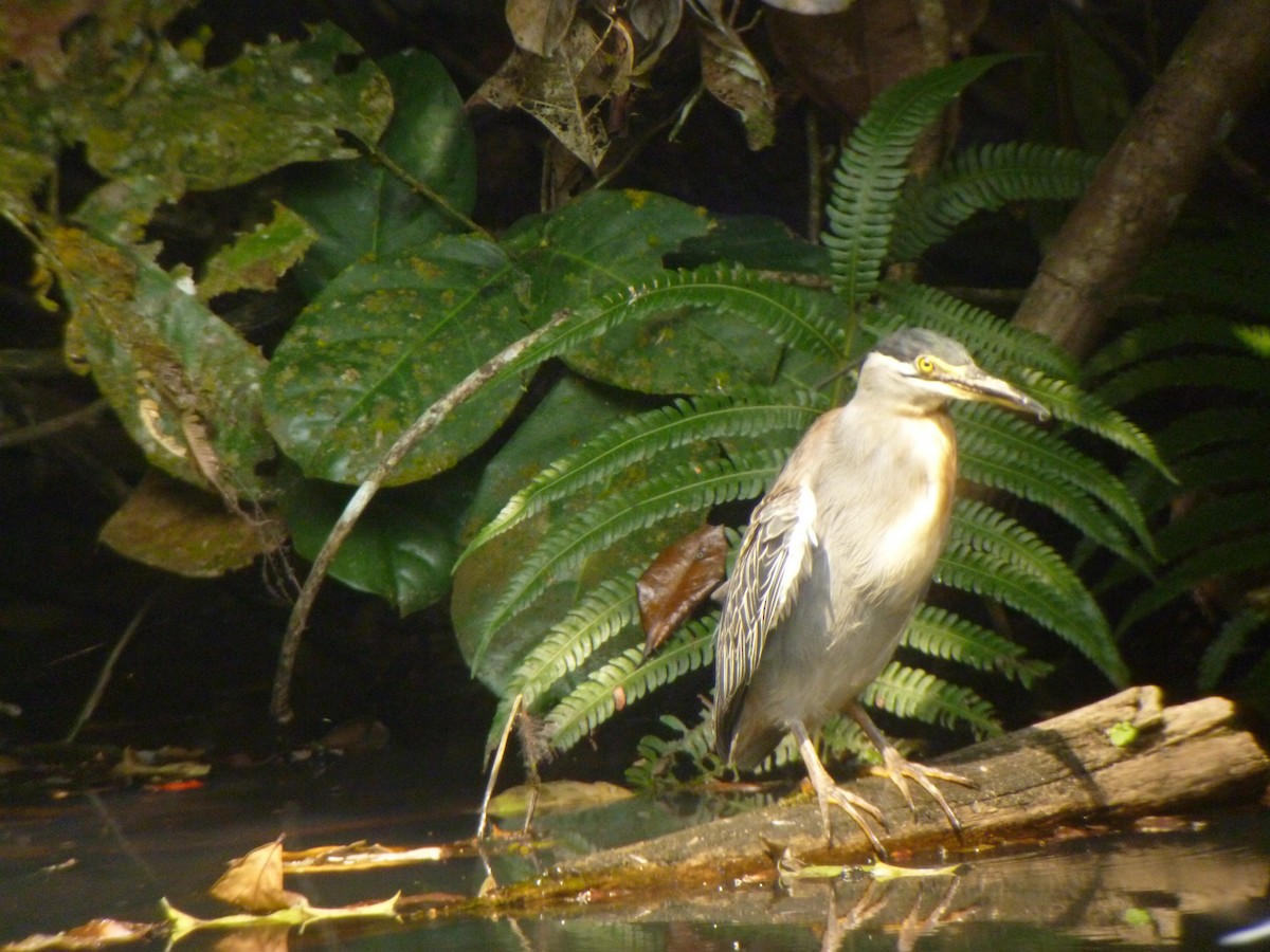 Striated Heron - ML620678330