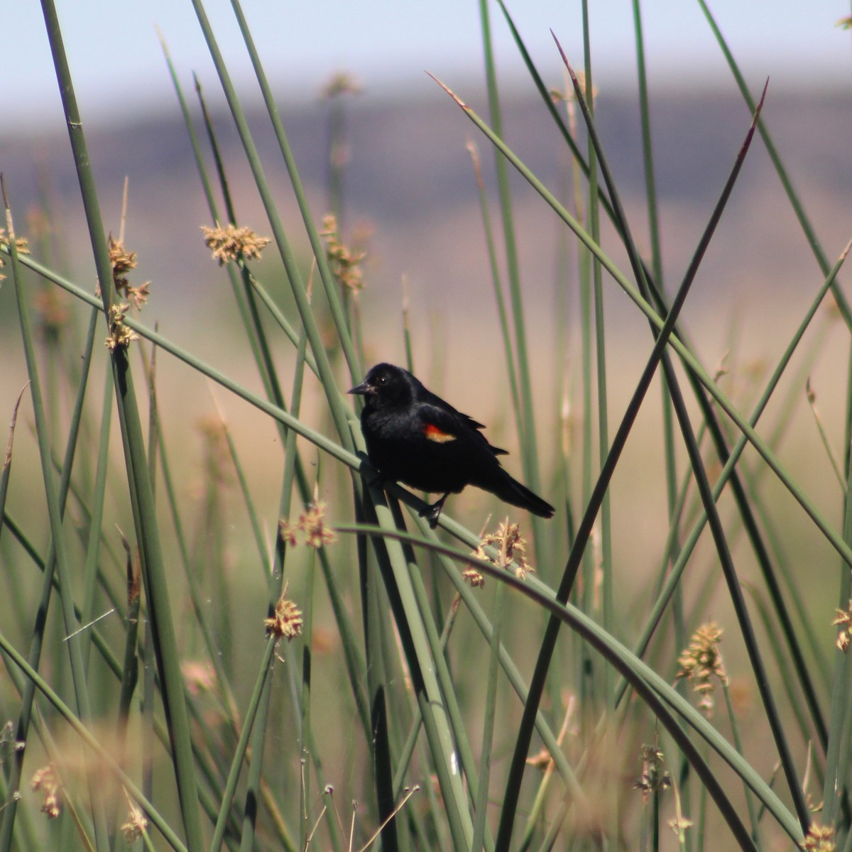 Red-winged Blackbird - ML620678331