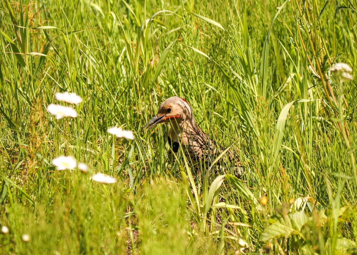 Northern Flicker (Yellow-shafted x Red-shafted) - ML620678333