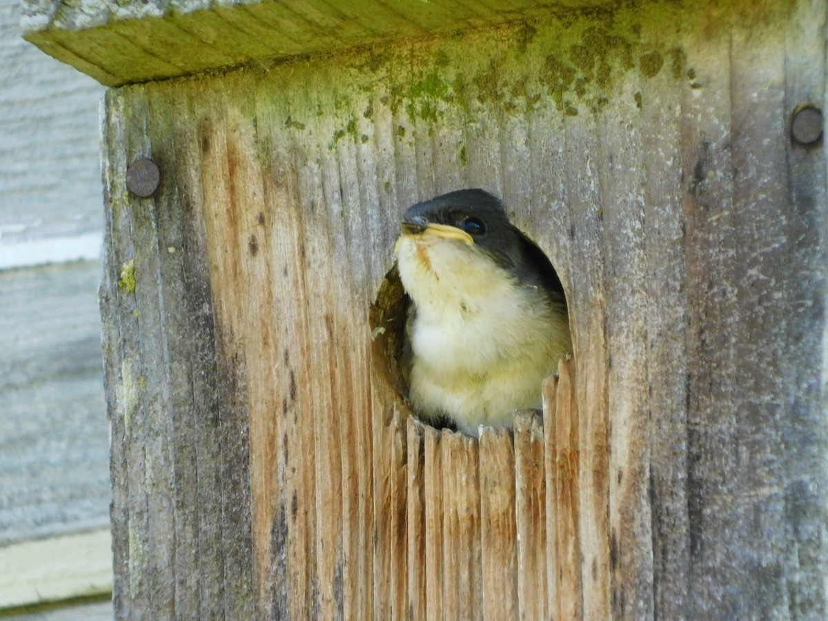 Golondrina Bicolor - ML620678344