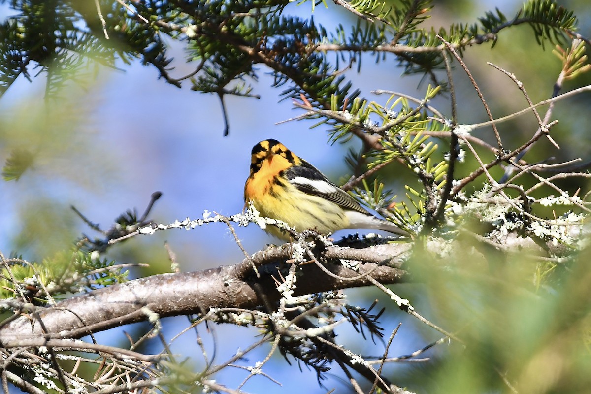 Blackburnian Warbler - ML620678350