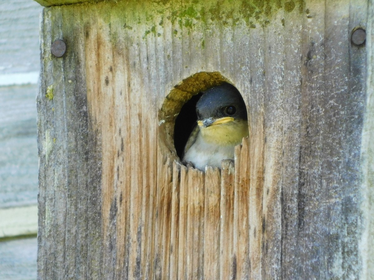 Golondrina Bicolor - ML620678351