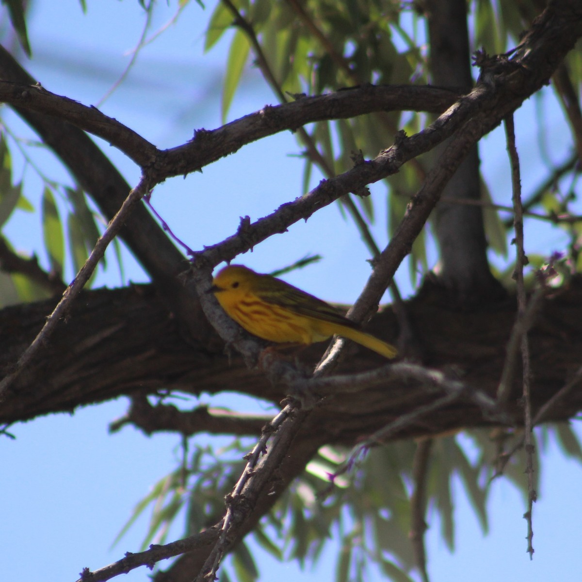 Yellow Warbler - ML620678353