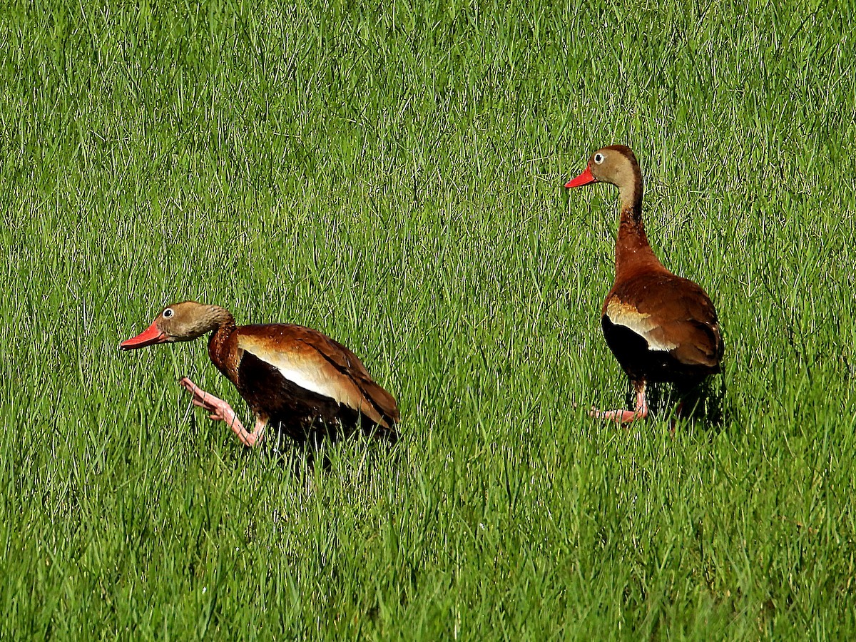 Dendrocygne à ventre noir - ML620678357