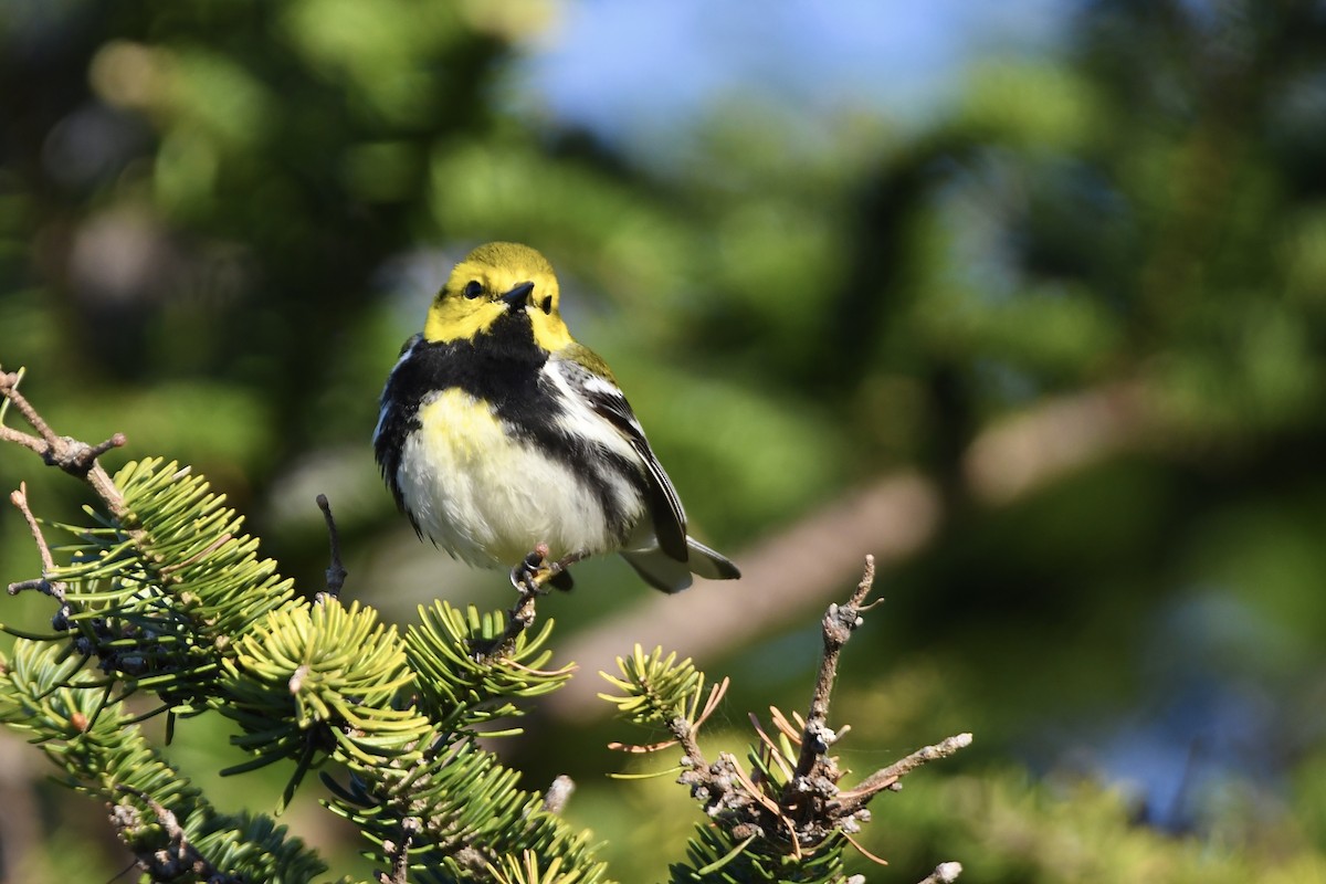 Black-throated Green Warbler - ML620678358