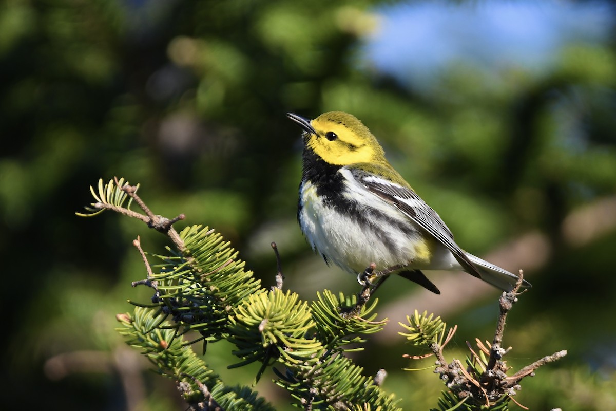 Black-throated Green Warbler - Julien Amsellem