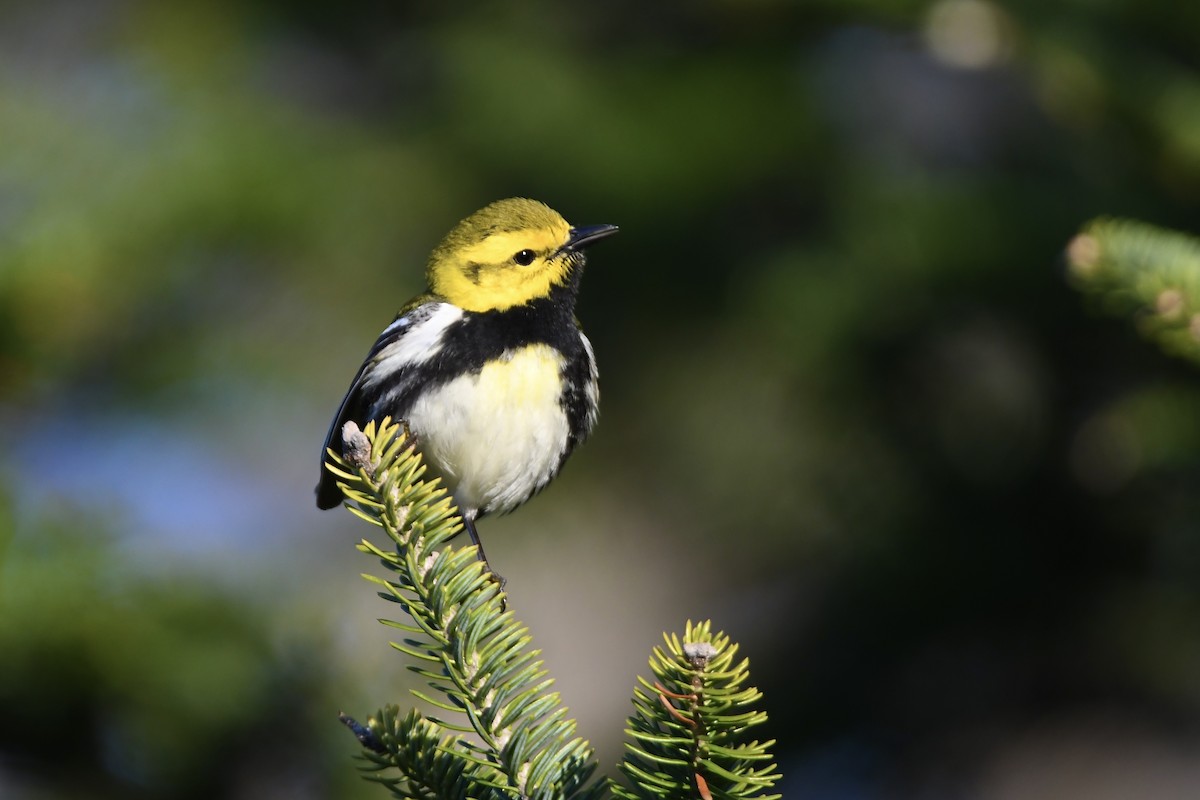 Black-throated Green Warbler - ML620678361