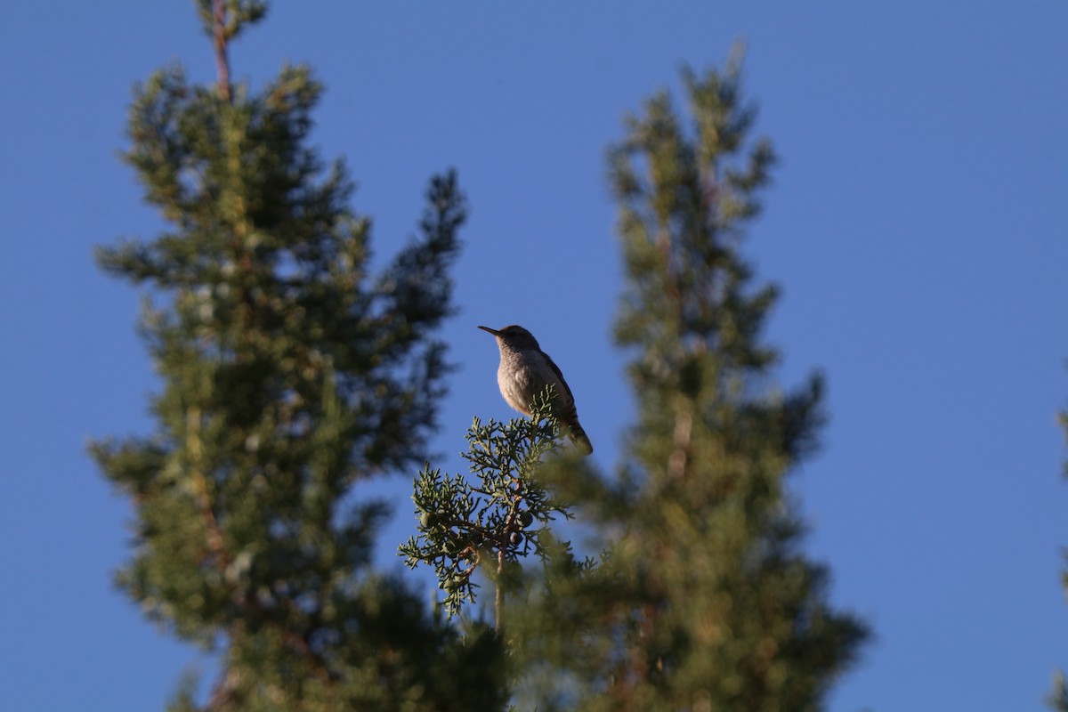 Rock Wren - ML620678378