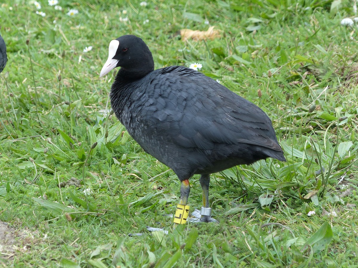 Eurasian Coot - ML620678381