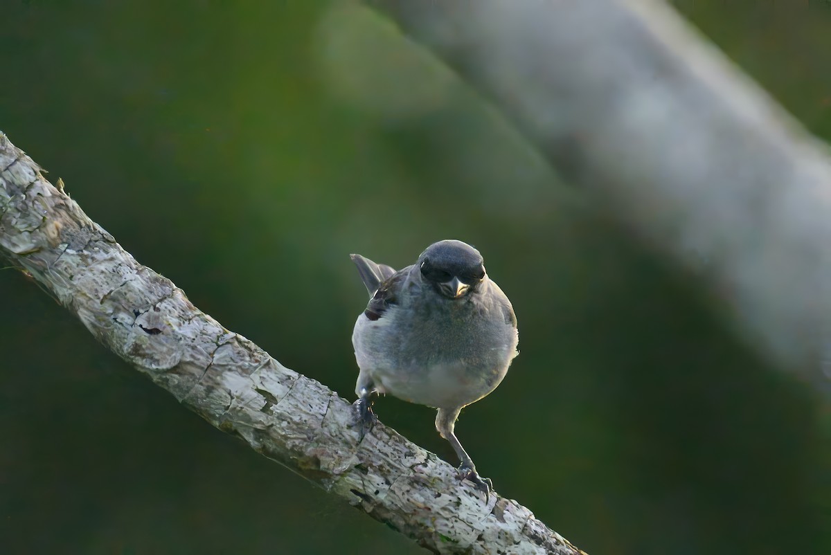 Plain-colored Tanager - ML620678385