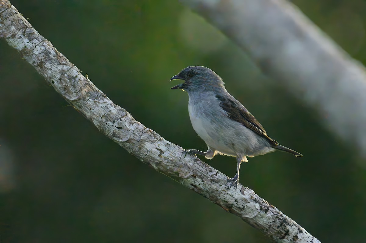 Plain-colored Tanager - ML620678386